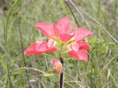 Castilleja indivisa