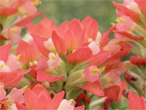 Castilleja indivisa