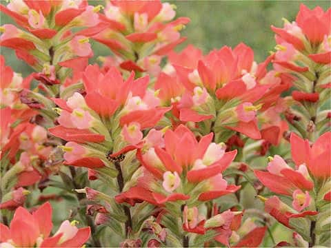 Castilleja indivisa