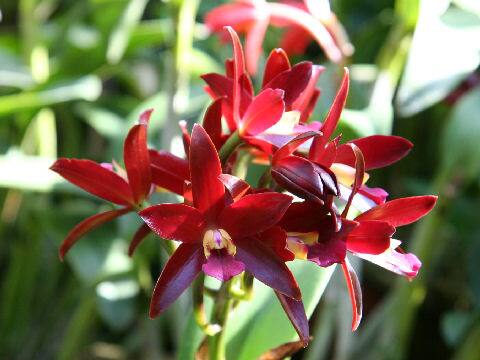 Cattleya cv. Chocolate Drop 'Kodama'