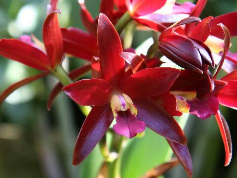 Cattleya cv. Chocolate Drop 'Kodama'