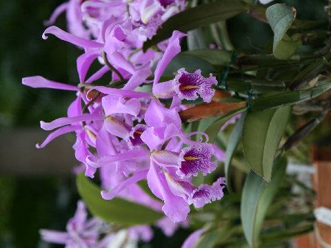 Cattleya maxima