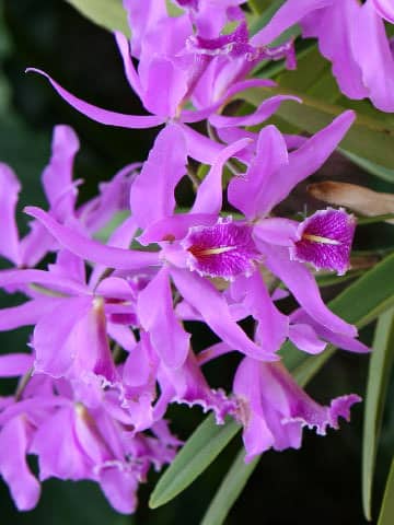 Cattleya maxima