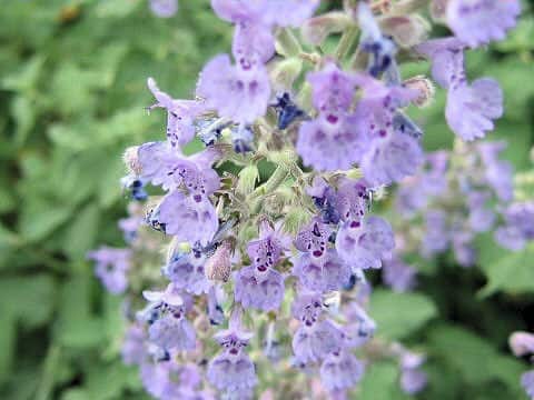 Nepeta x faassenii