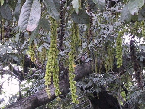 Pterocarya fraxinifolia