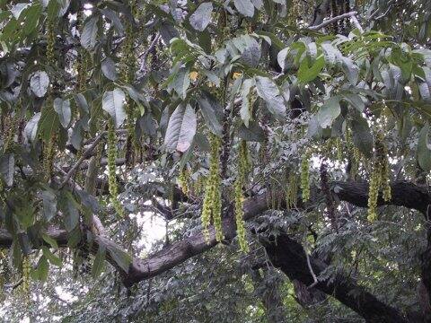 Pterocarya fraxinifolia