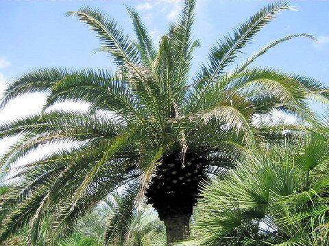 Phoenix canariensis