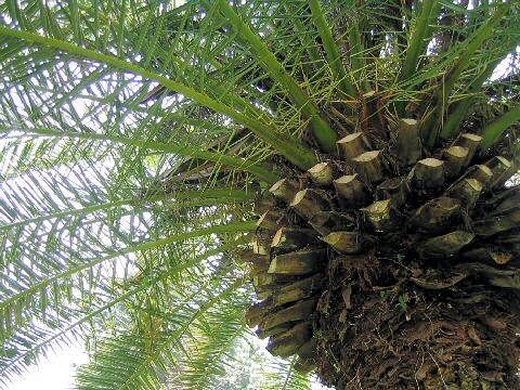 Phoenix canariensis