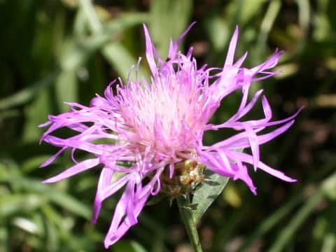 Centaurea pseudofrigia