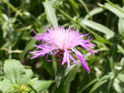 Centaurea pseudofrigia