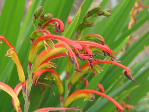 Chasmanthe aethiopica