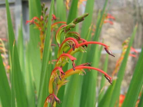 Chasmanthe aethiopica