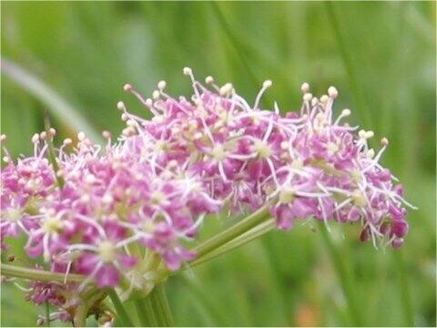 Chaerophyllum hirsutum var roseum