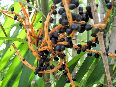 Chamaedorea seifrizii