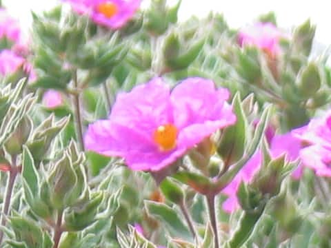 Cistus incanus ssp. creticus