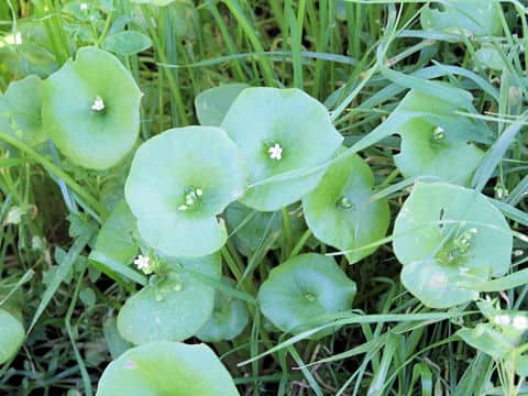 Claytonia perfoliata