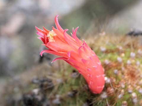 Cleistocactus baumannii