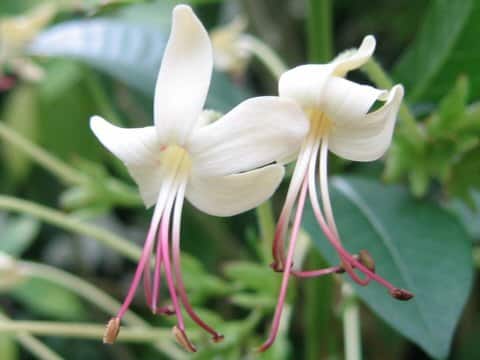 Clerodendrum indicum