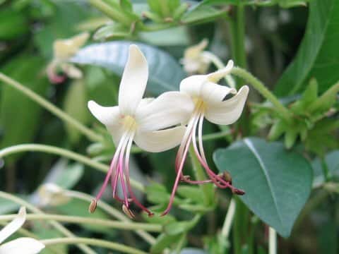 Clerodendrum indicum