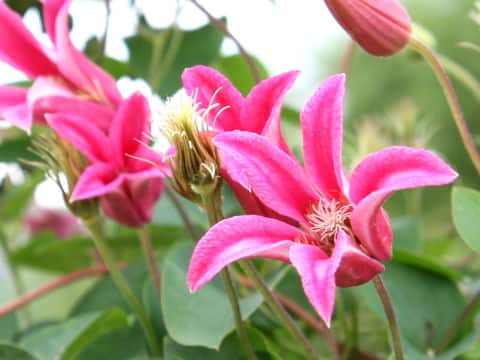 Clematis texensis cv. Princess Diana