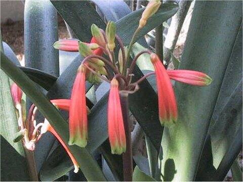 Clivia caulescens