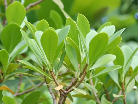 Clusia rosea