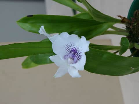 Cochleanthes amazonica