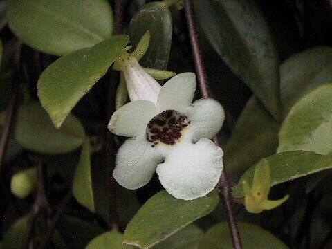 Codonanthe gracilis