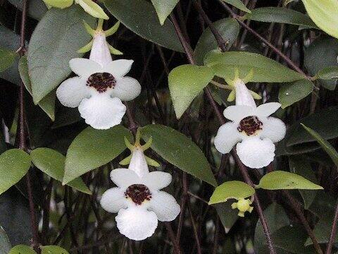 Codonanthe gracilis