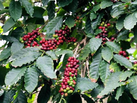Coffea arabica