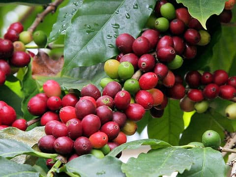 Coffea arabica