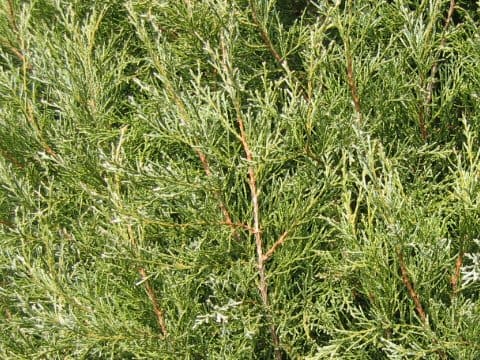 Juniperus scopulorum