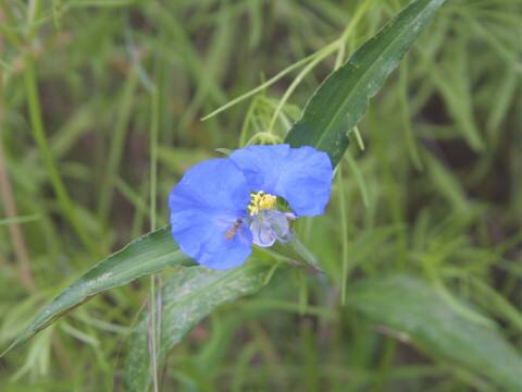 Commelina erecta