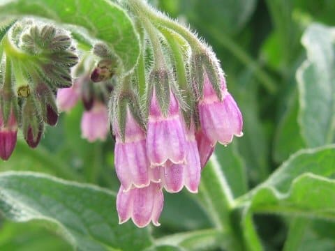 Symphytum officinale