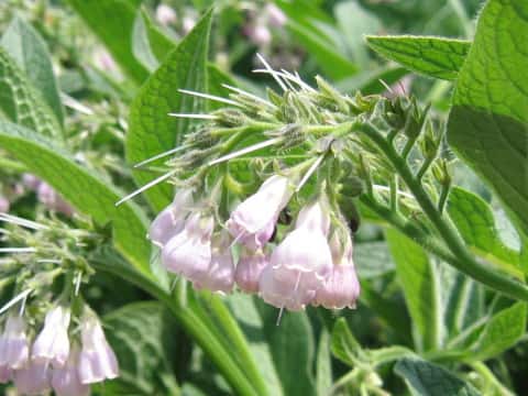 Symphytum officinale