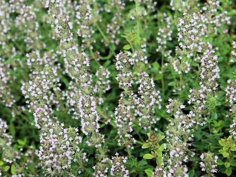 Thymus vulgaris