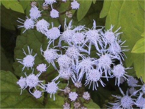 Conoclinium coelestinum