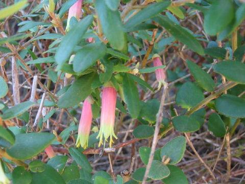 Correa reflexa