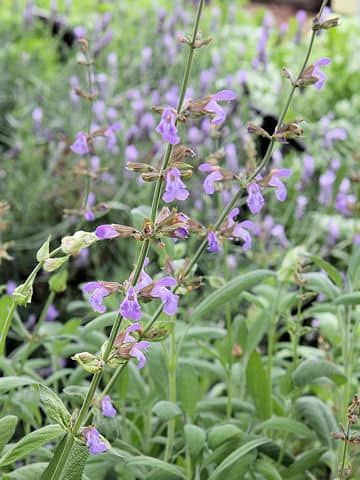 Salvia officinalis