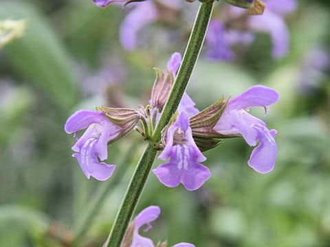 Salvia officinalis