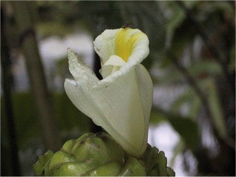 Costus megalobractea