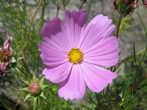Cosmos bipinnatus