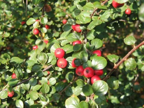Cotoneaster distichus