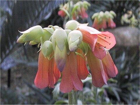 Cotyledon orbiculata var. higginsiae