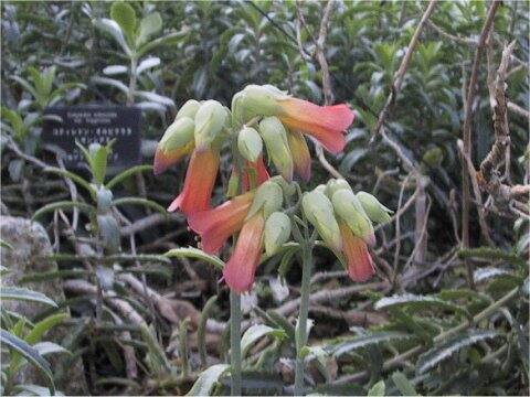 Cotyledon orbiculata var. higginsiae