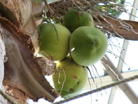 Cocos nucifera
