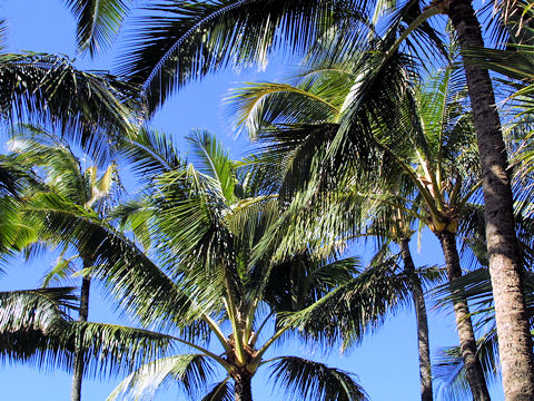 Cocos nucifera