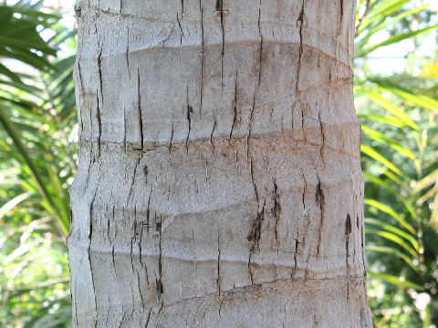 Cocos nucifera
