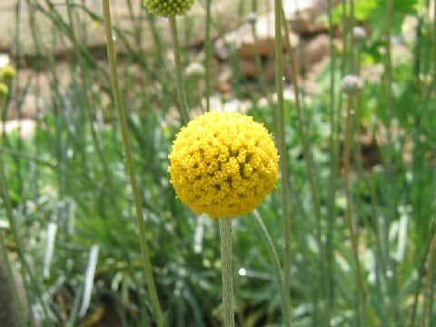 Craspedia globosa cv. Gold Stick