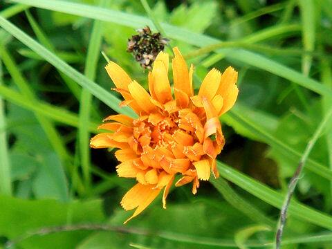 Crepis aurea